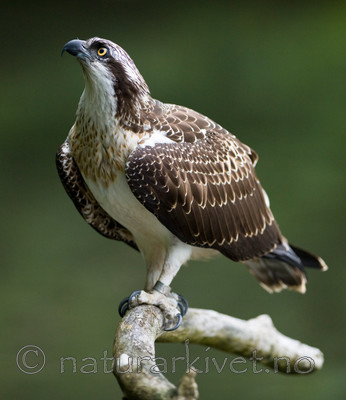 BB 12 0045 / Pandion haliaetus / Fiskeørn